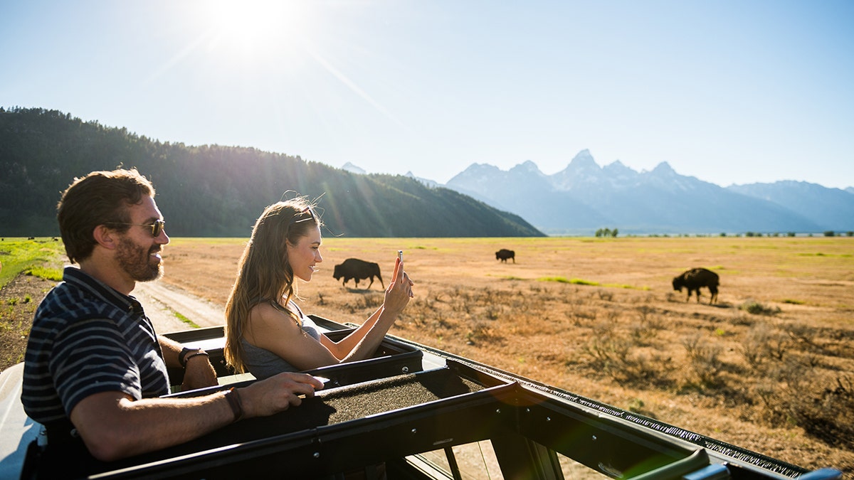 tourists view wyoming wildlife