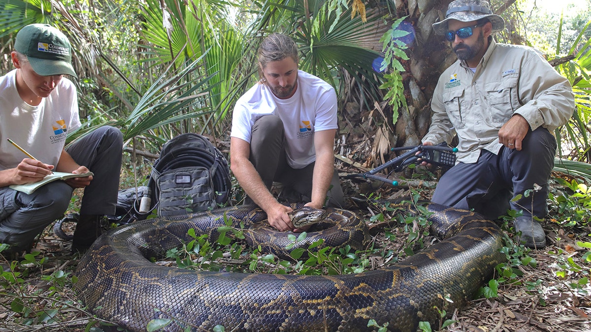 Florida biologists with record-breaking python