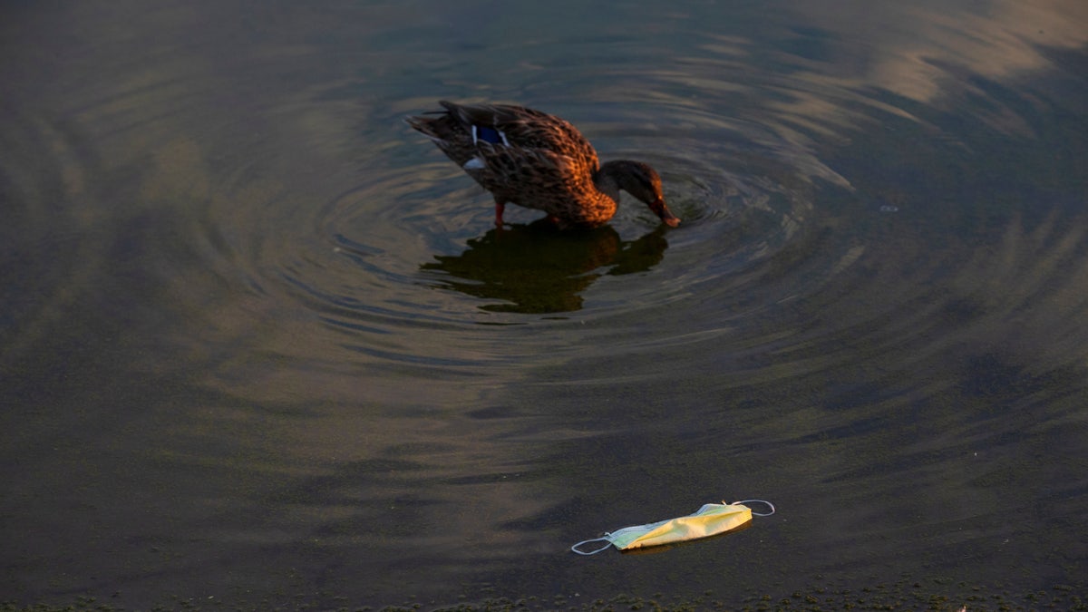 mallard duck in washington, d.c.