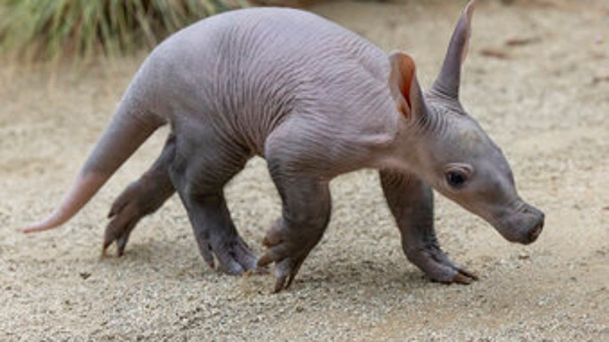 New aardvark from the San Diego Zoo
