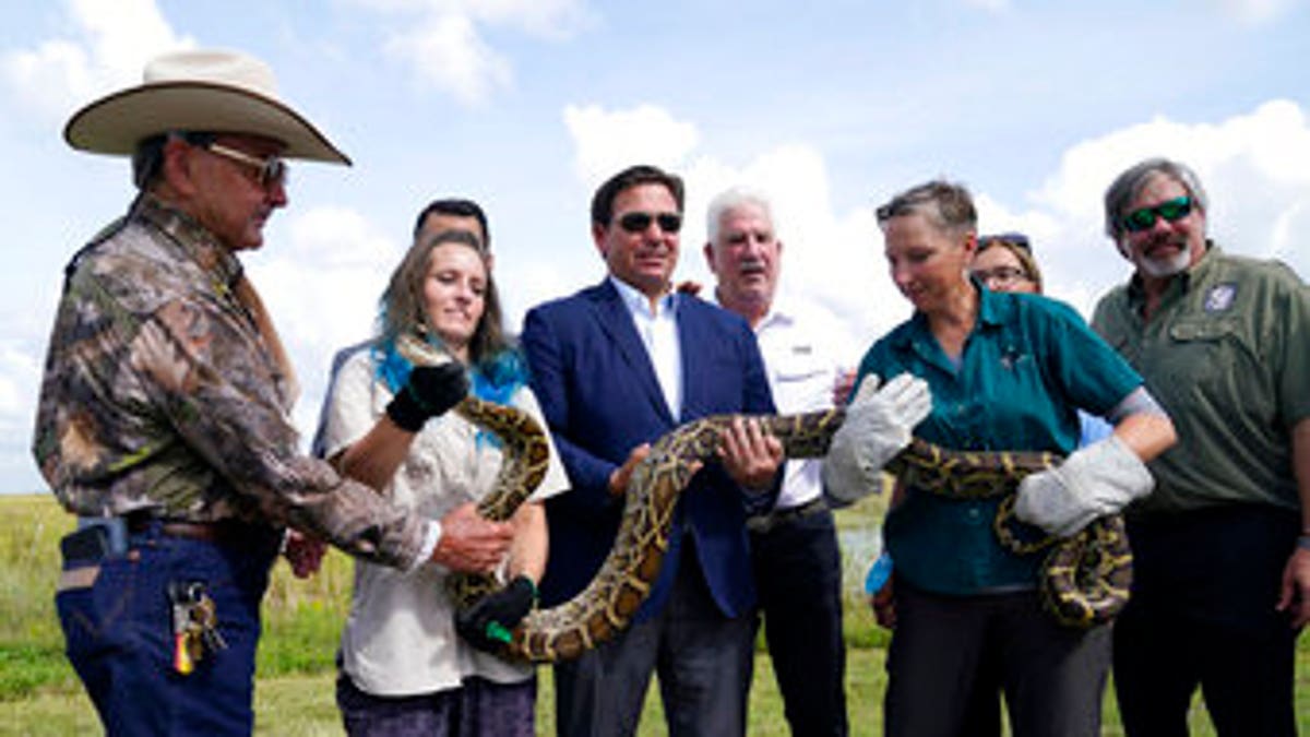 Burmese python with Florida Governor, Ron DeSantis.