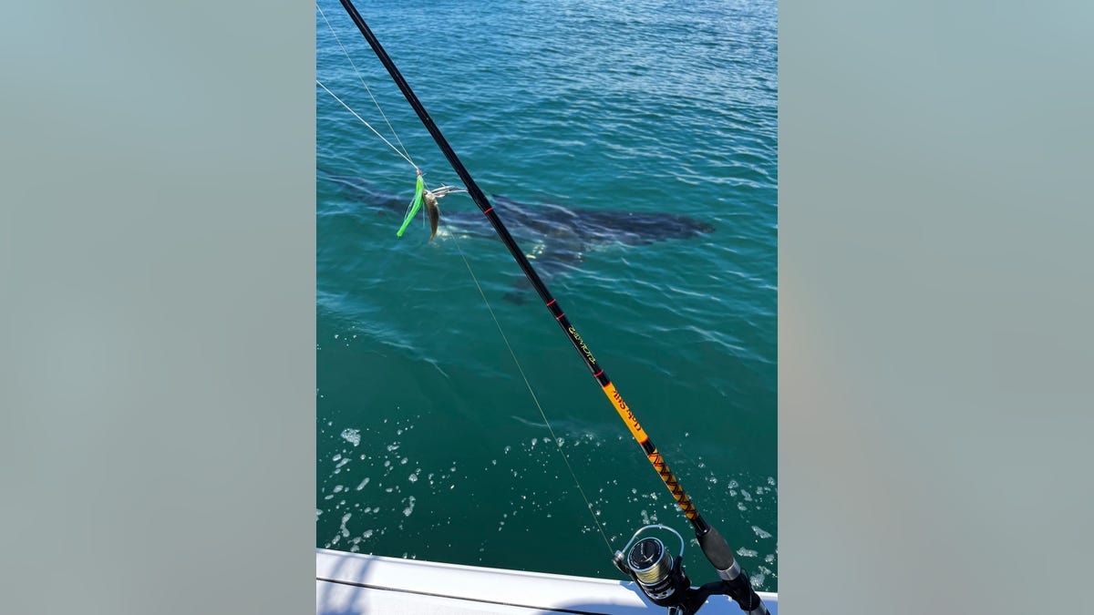 12 foot shark spotted off the coast of Jersey Shore