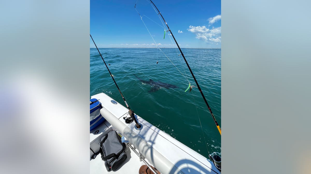 12 foot shark jersey shore