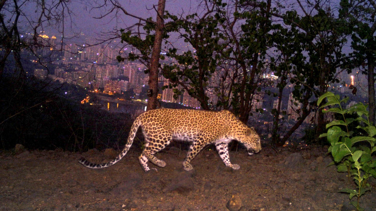 leopard in Sanjay Gandhi National Park