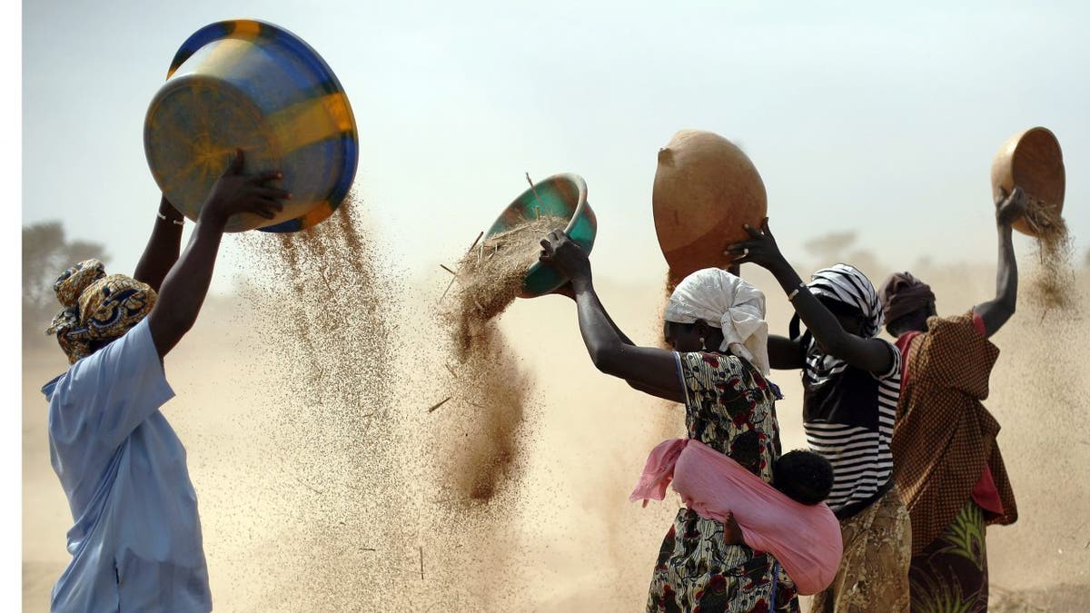 Women sorting wheat