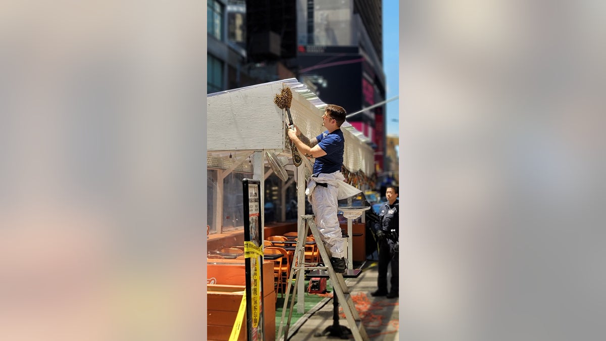 NYPD beekeeper removes bees