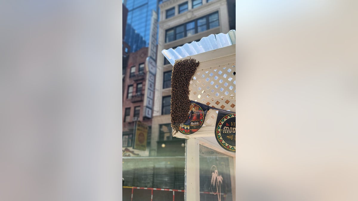 About 2,000 bees swarmed a Times Square restaurant