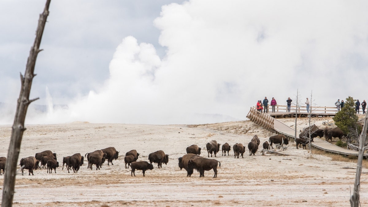 Yellowstone bison