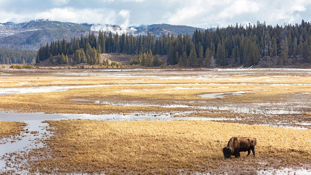 Bison Yellowstone National Park