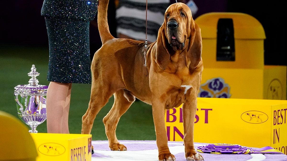 Westminster Dog Show