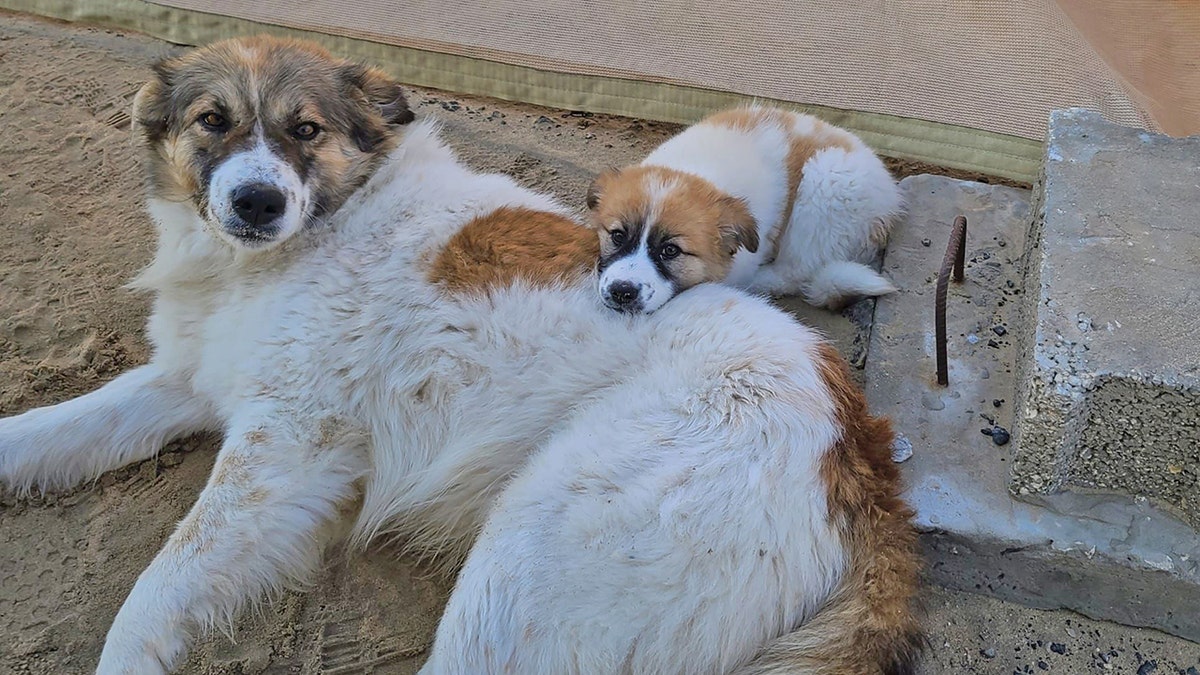Dog and puppy found in middle east