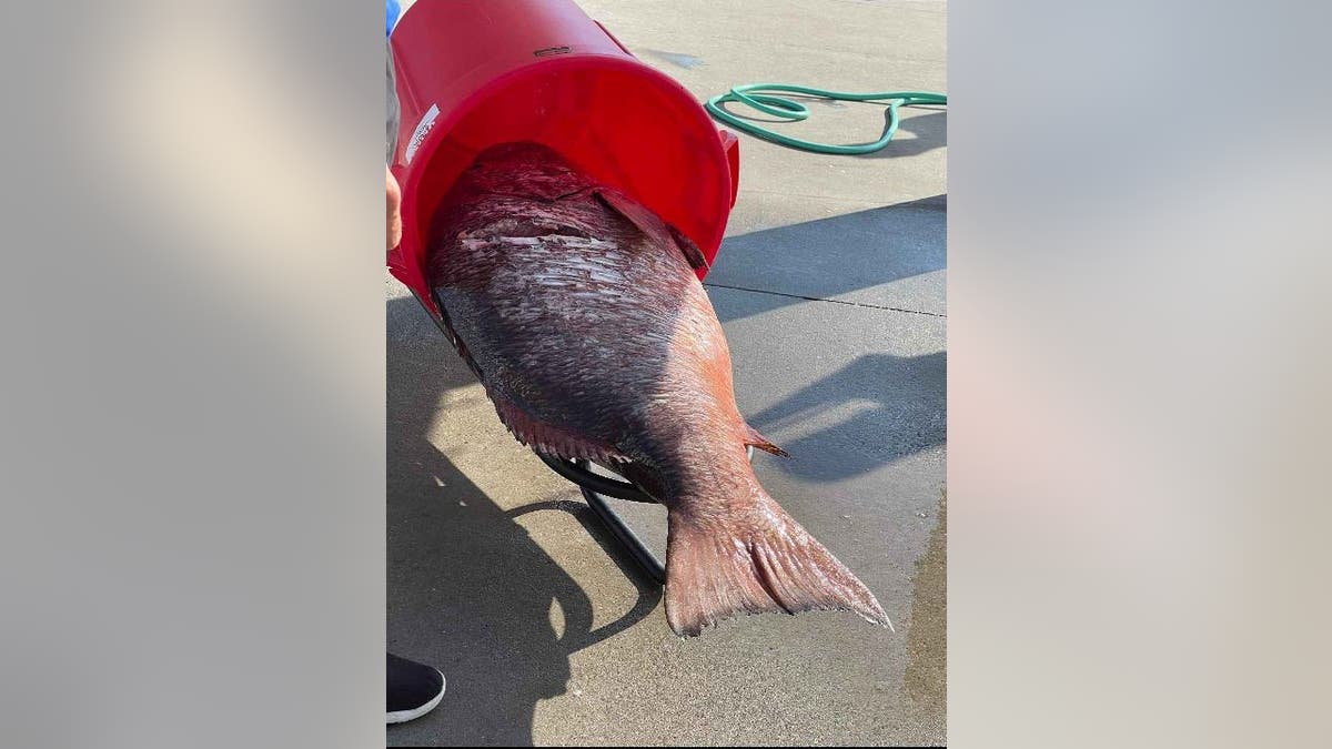 Cubera snapper in red bucket on ground