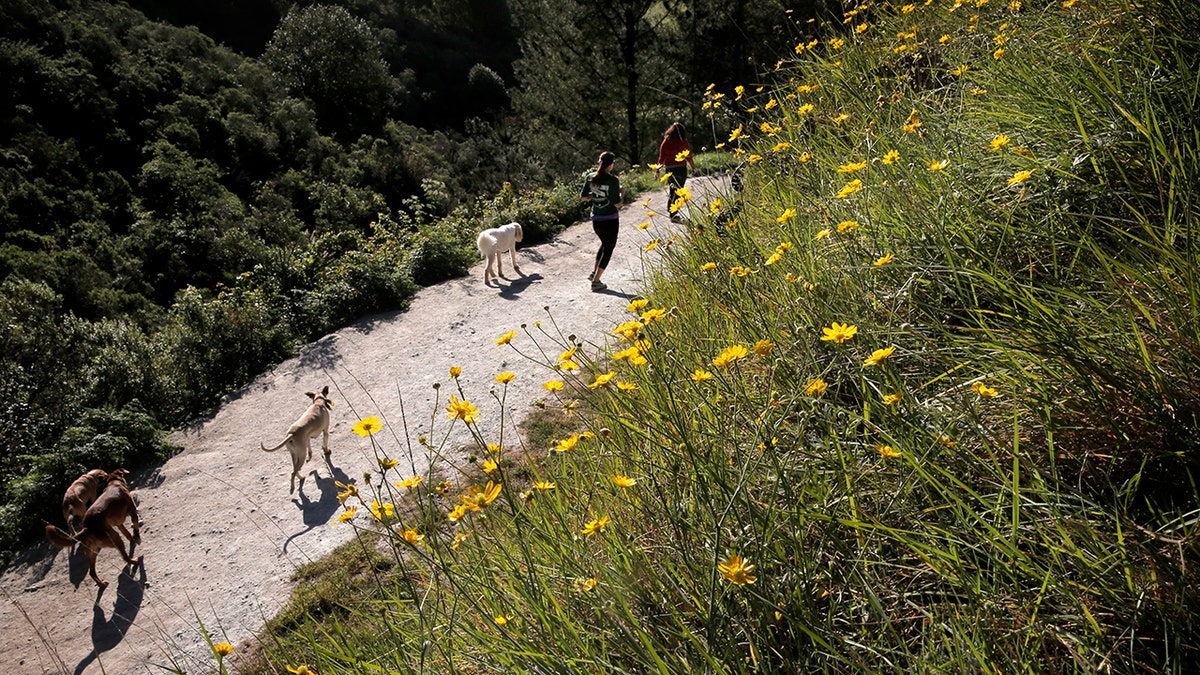 dog walkers in redwood regional park