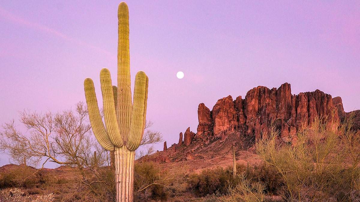 cactus in phoenix arizona