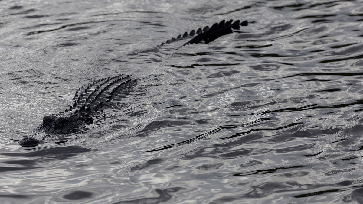 Florida alligator