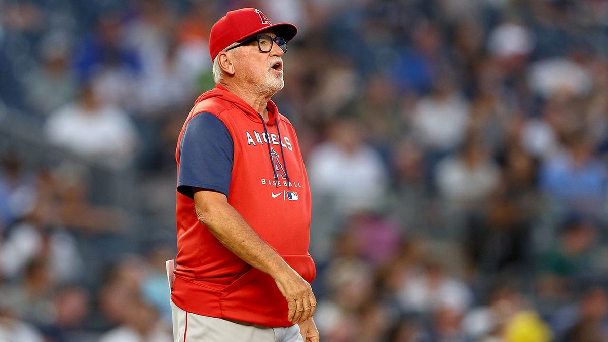 Manger Joe Maddon Los Angeles Angels vs Yankees