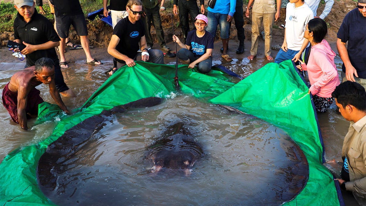 661-pound stingray