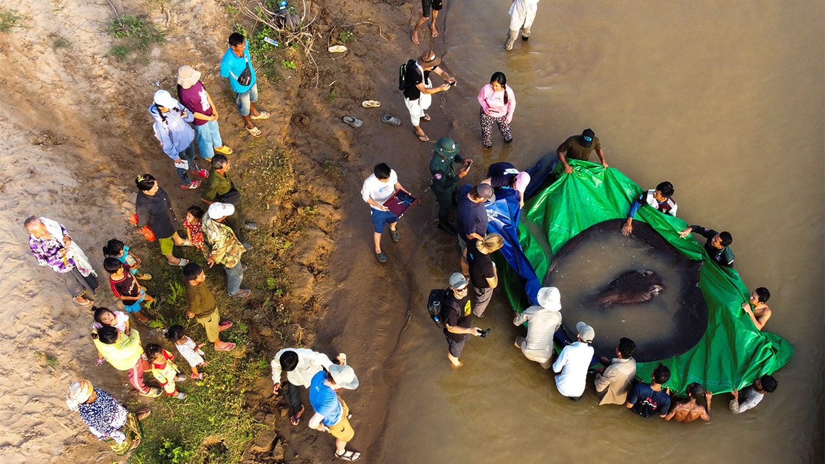 Giant stingray named Boramy