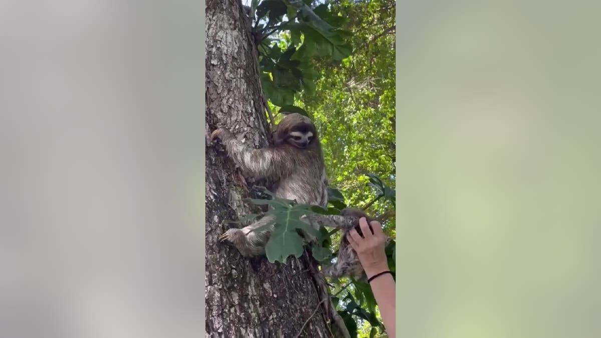 Mother sloth climbs down tree and looks at baby in human's hand