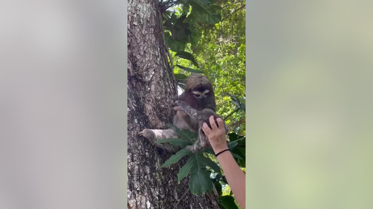 Mother sloth reaches out to grab baby from human hand