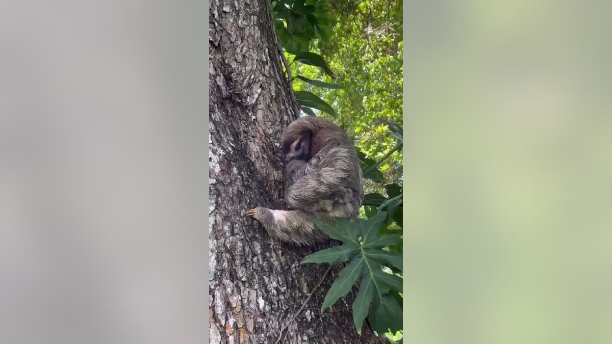 Mother sloth cuddles her rescued baby in a tree