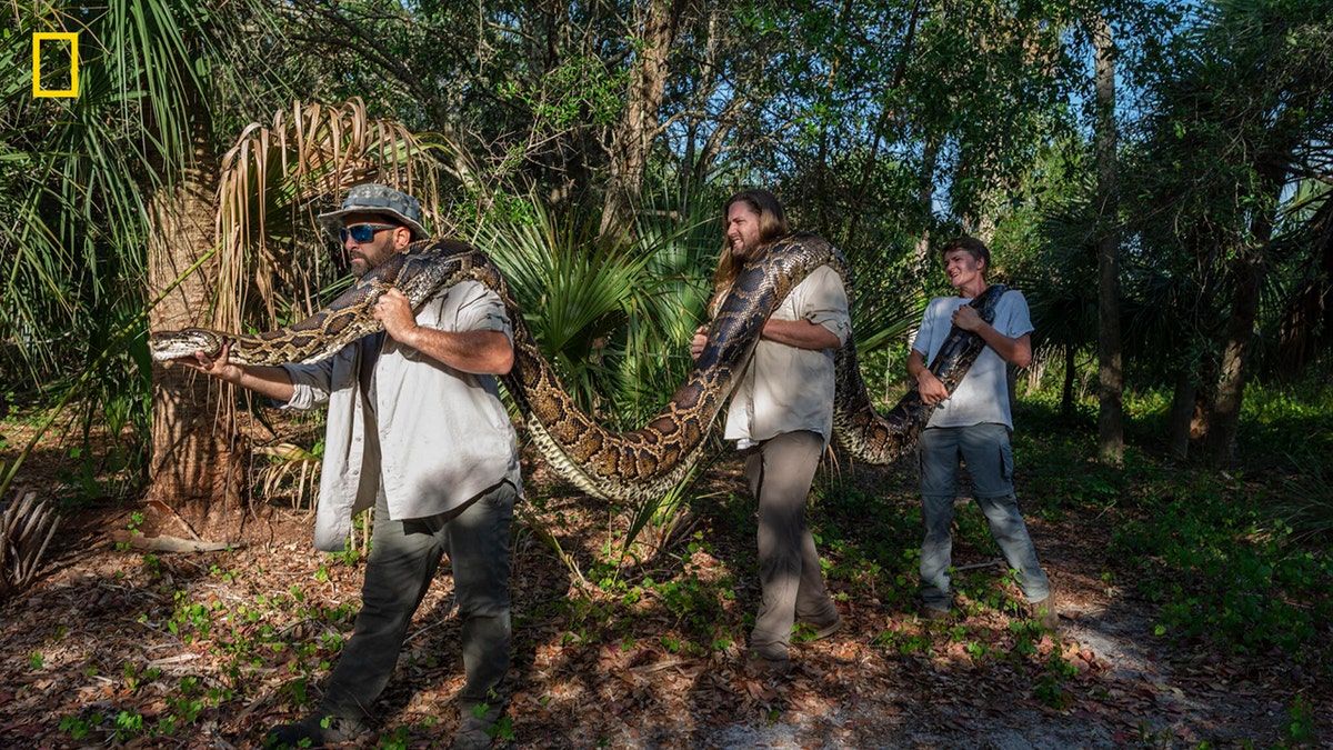researchers catch record breaking python in florida