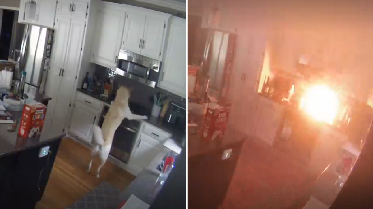 Missouri dog starts kitchen fire on stove