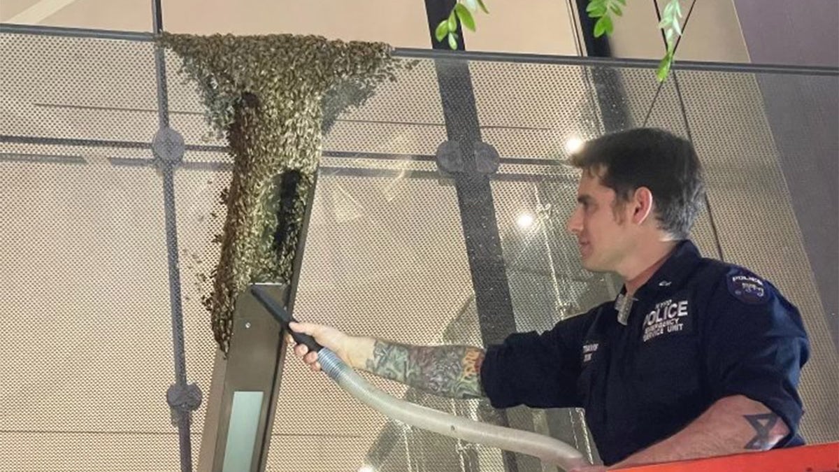 beekeeper removing bees from NYC building