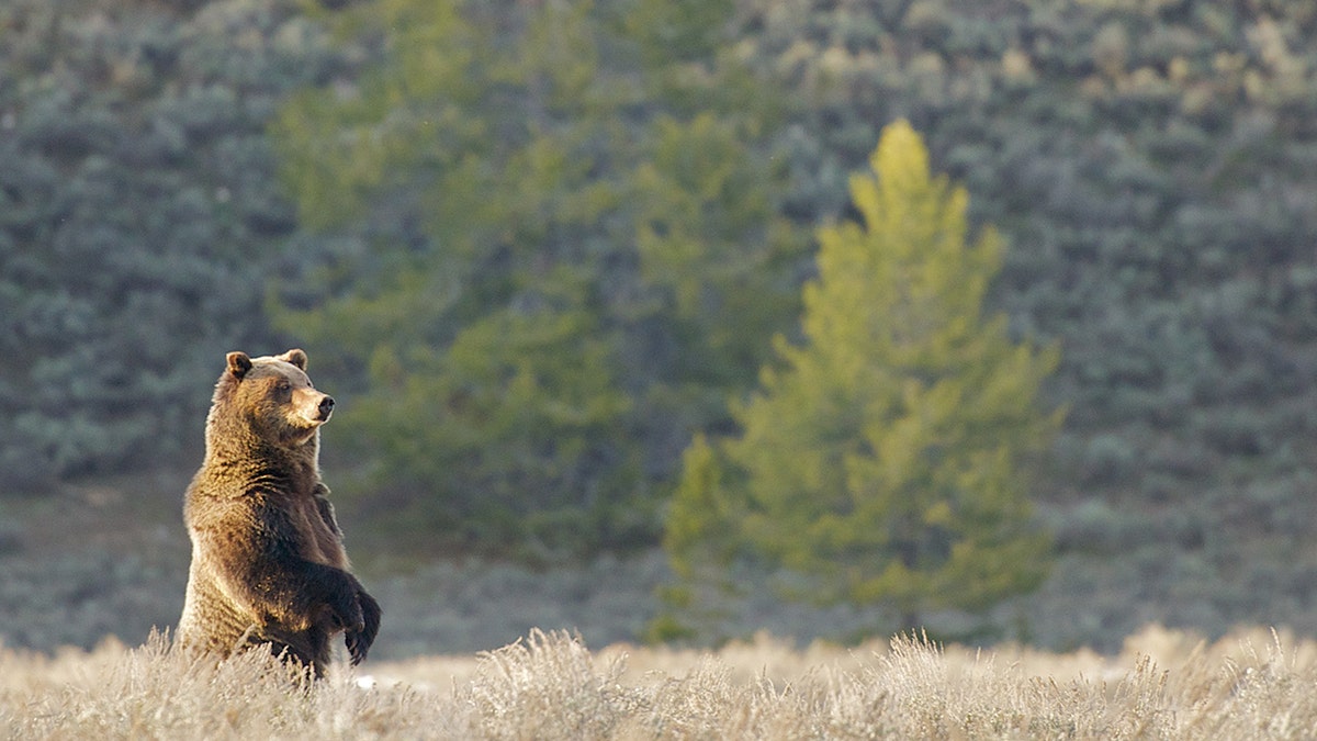 osos pardos en wyoming