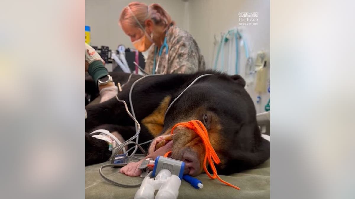 Sun bear Jamron or Bopha undergoes anesthetic health checkup