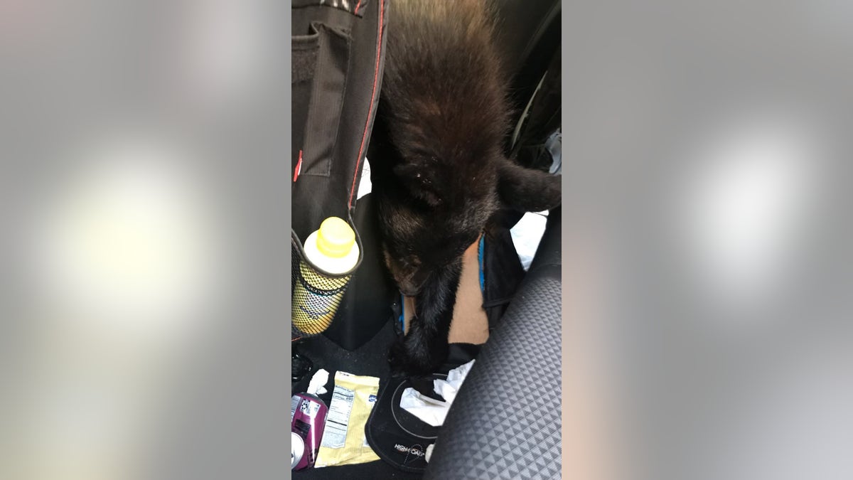 dead bear found inside car