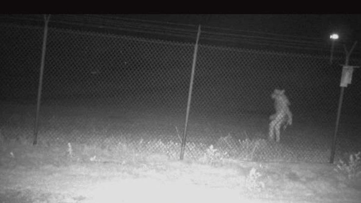 Amarillo photo showing unidentified object on zoo camera
