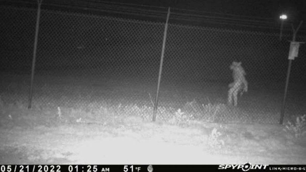 Amarillo photo showing unidentified object on zoo camera