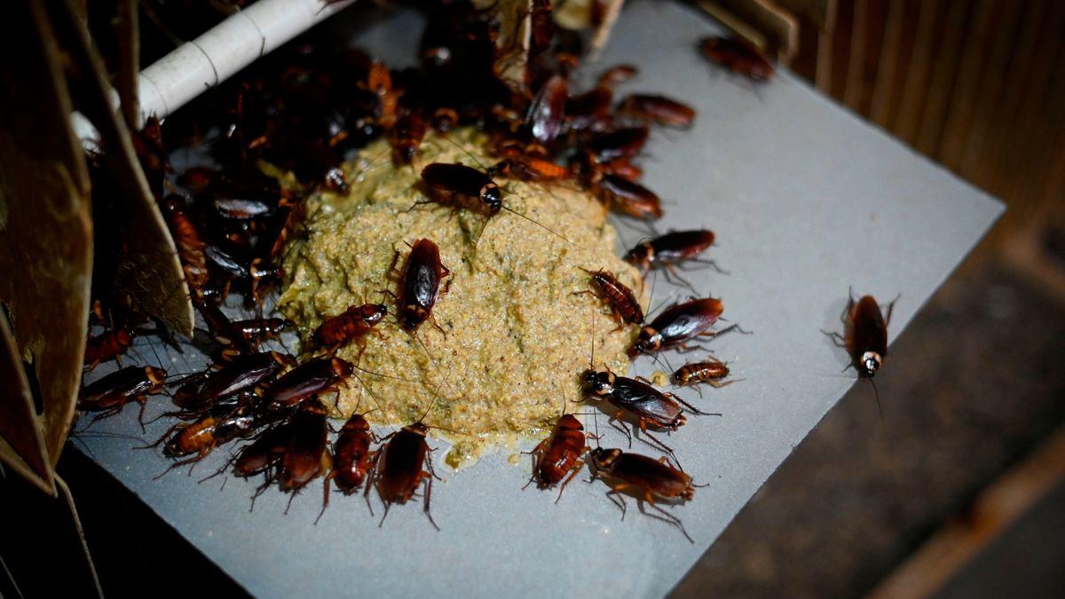 Cockroaches