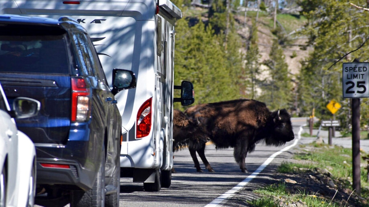 Yellowstone bison flooding