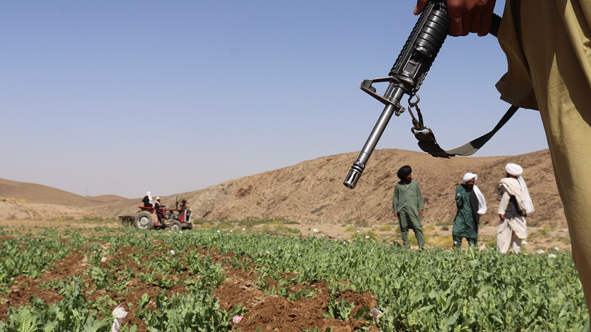 Poppy production Taliban