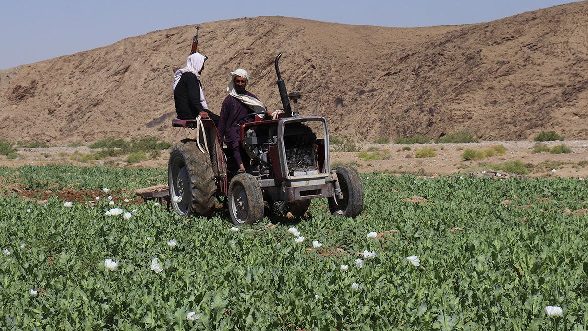 Poppy Field in Afghanistan
