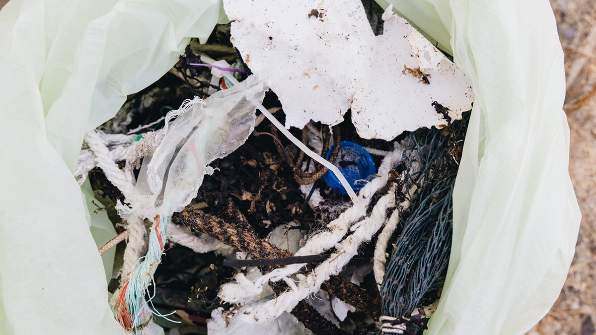 beach clean up east coast