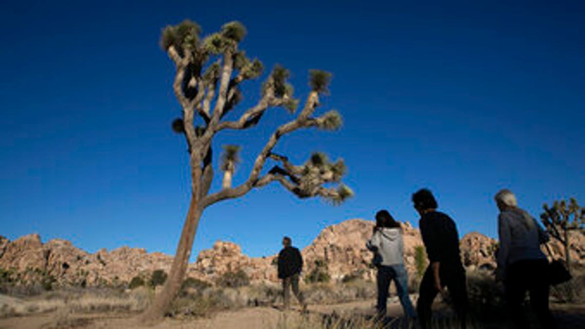 western Joshua tree