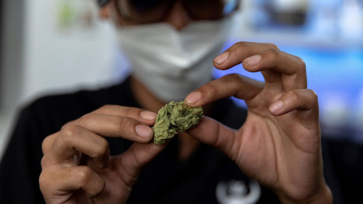 Highland Cafe's first customer Rittipomng Bachkul holds up a piece of cannabis at the Highland Cafe on the first day of removing it from the narcotics list under Thai law in Bangkok, Thailand, on June 9, 2022. 