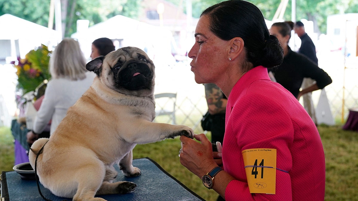 Pug at Westminster dog show