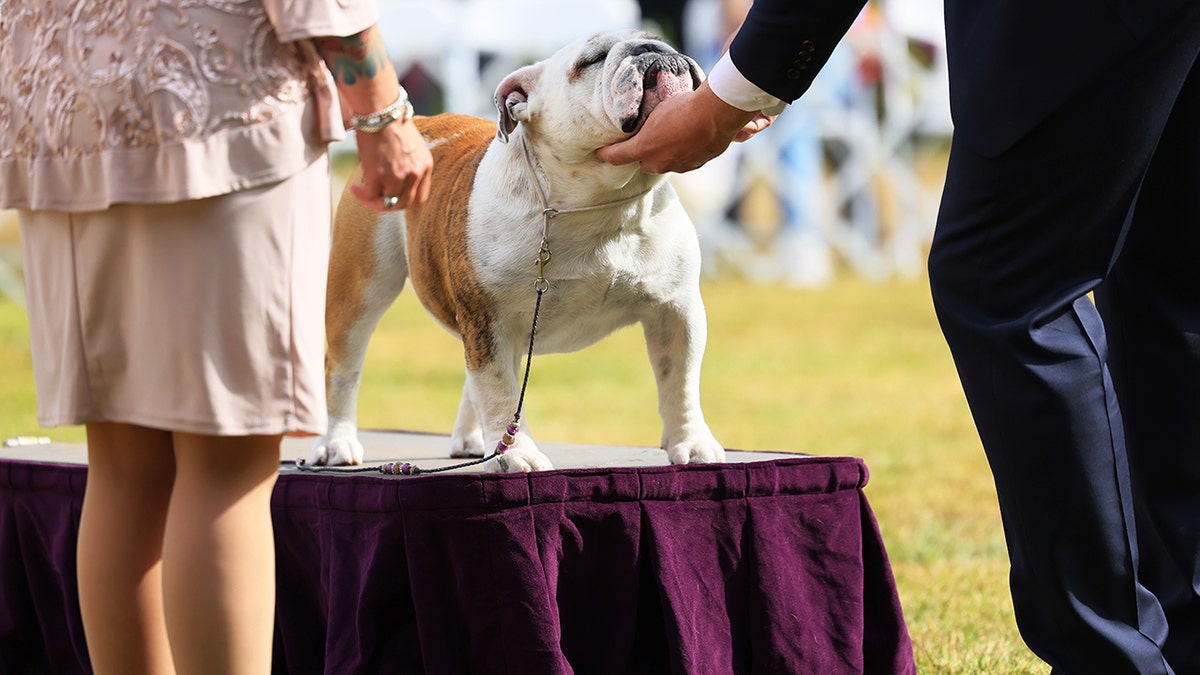 Bulldog at Westminster dog show