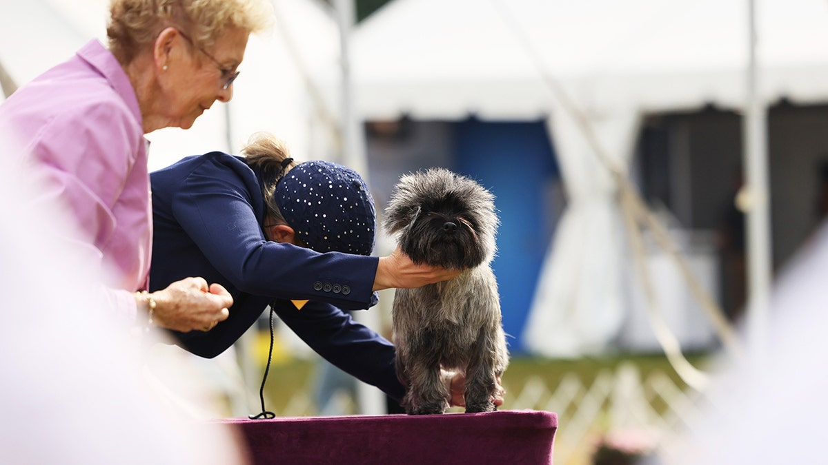Cairn Terrier at the 146th Westminster dog show
