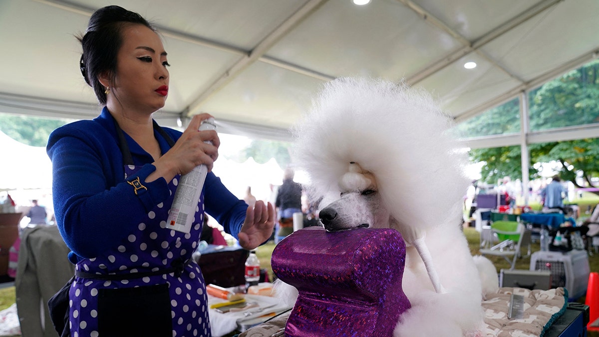 Standard Poodle at 146th Westminster dog show