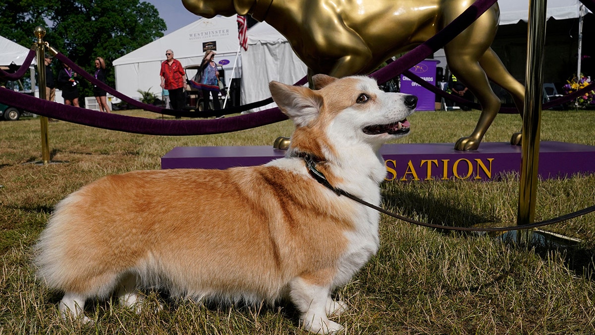 Pembroke Welsh Corgi at Westminster dog show