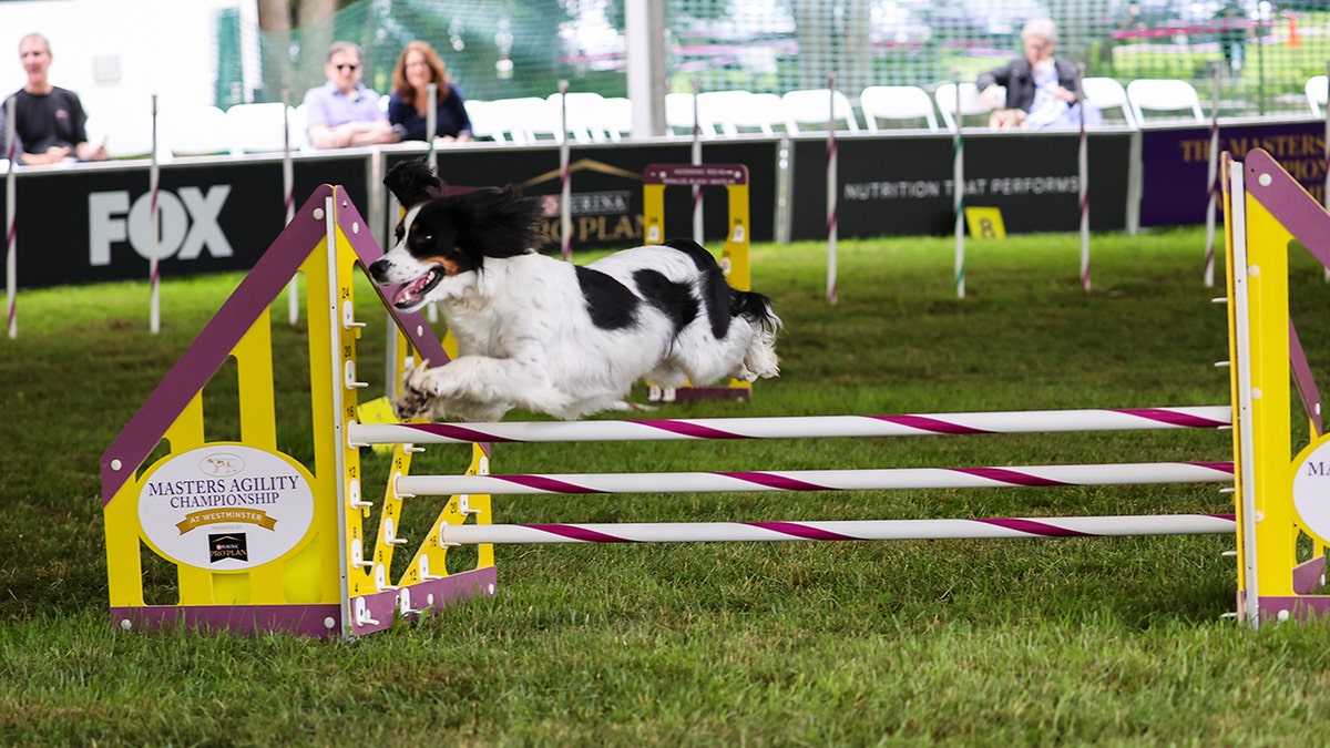 The masters agility competition at the 146th Westminster dog show