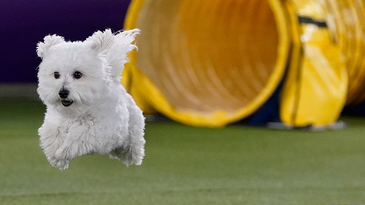 Agility championship at Westminster dog show