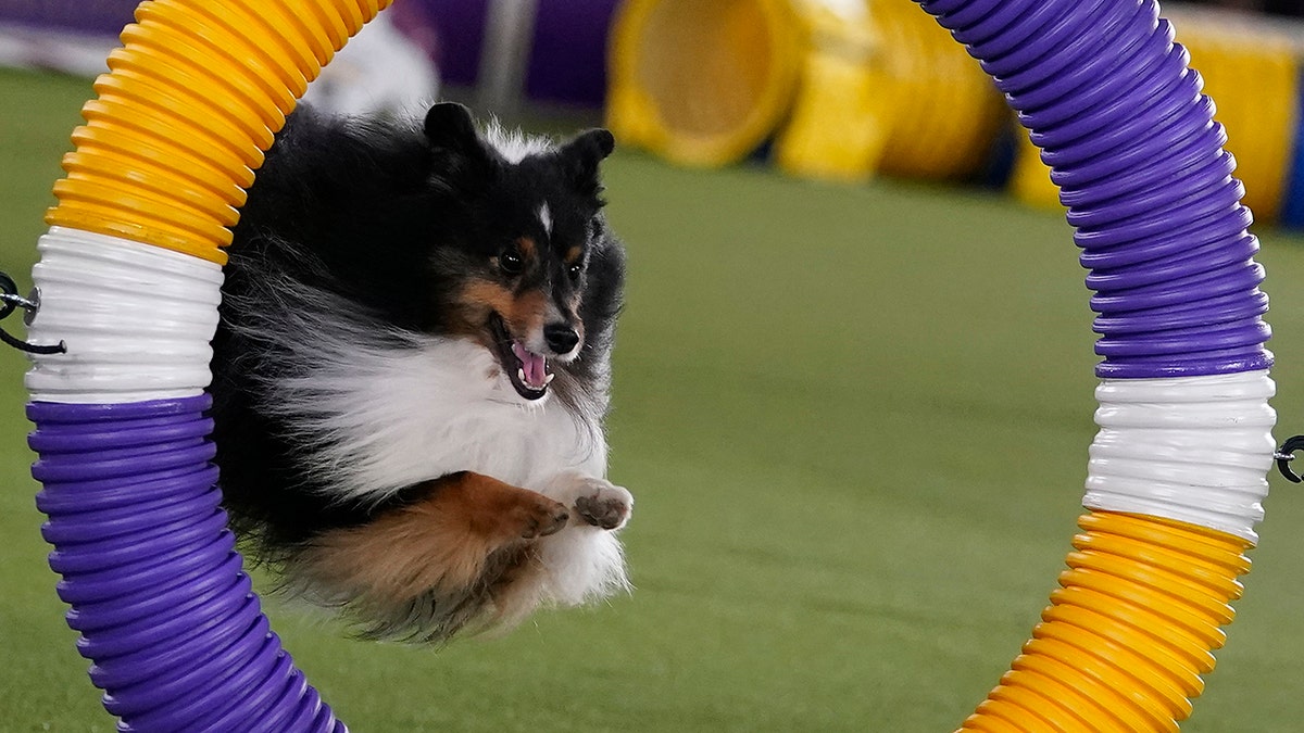 Agility championship at 146th Westminster dog show