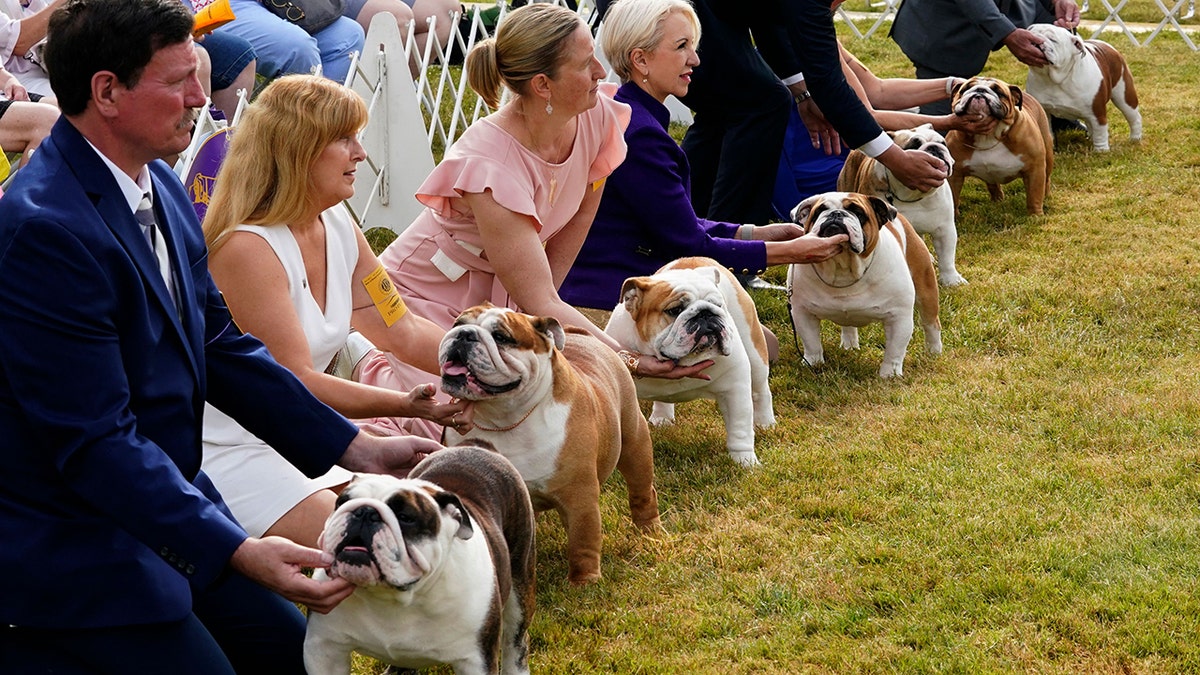 Bulldogs at the 146th Westminster dog show