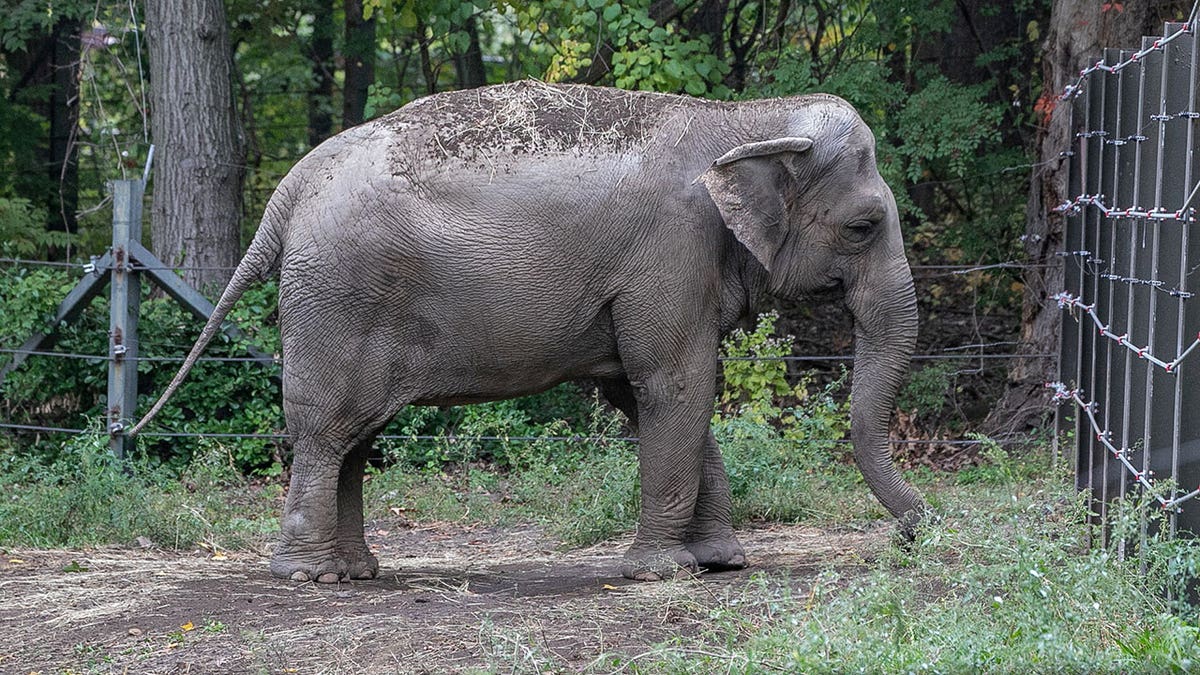 Happy the Elephant